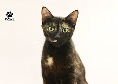 Adopt-A-Pet